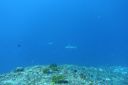 DSC00593.JPG