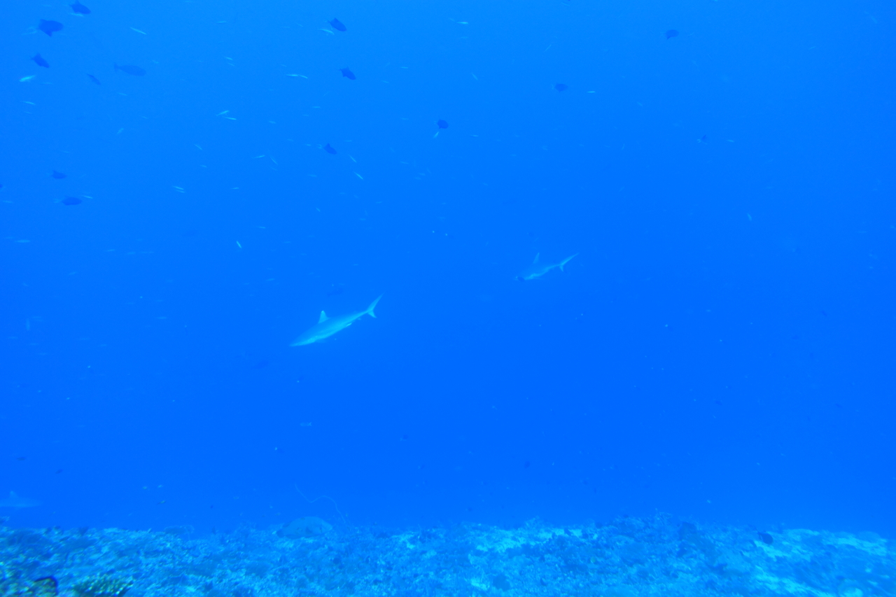 DSC00895.JPG