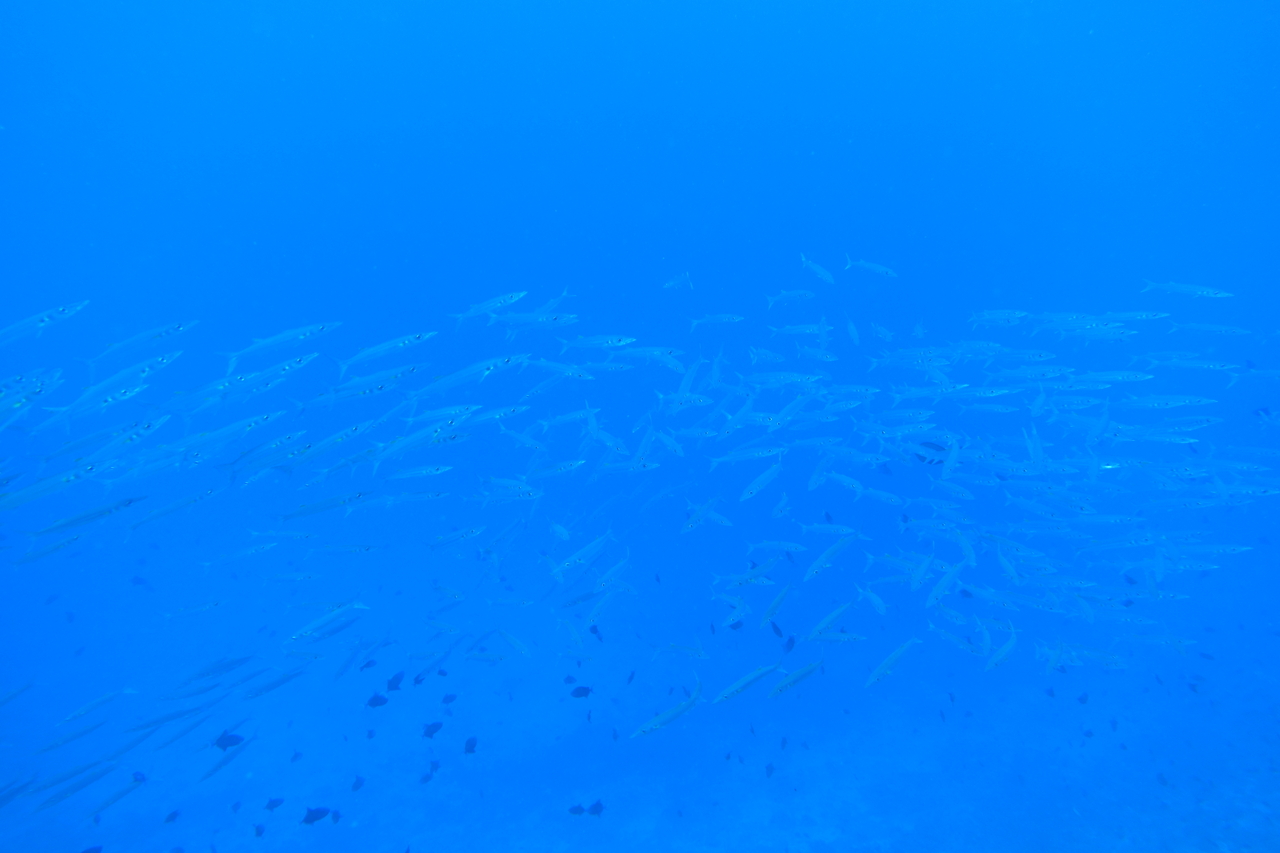 DSC00904.JPG