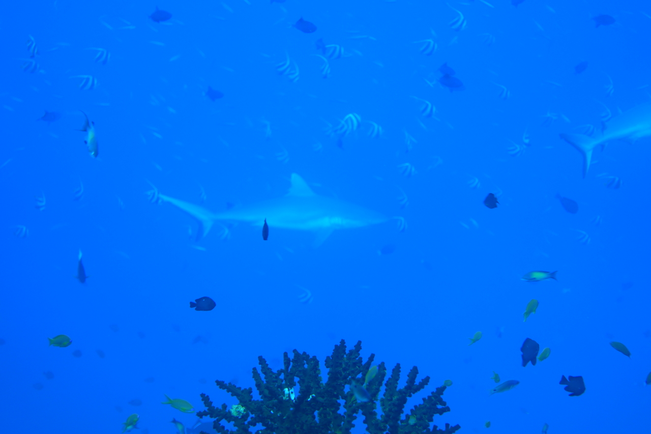 DSC00952.JPG