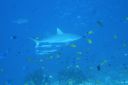 DSC00161.JPG