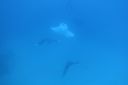 DSC00333.JPG