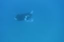 DSC00733.JPG