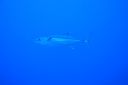 DSC00836.JPG
