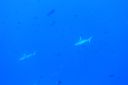 DSC00886.JPG