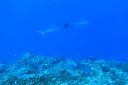 DSC00887.JPG