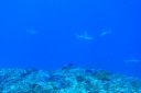 DSC00888.JPG