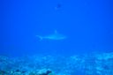 DSC00894.JPG