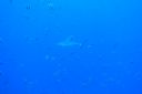 DSC00913.JPG