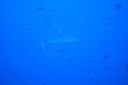 DSC00920.JPG