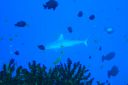 DSC00935.JPG