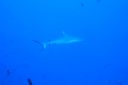 DSC00940.JPG
