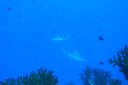DSC00950.JPG
