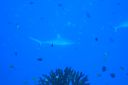 DSC00952.JPG