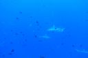 DSC00958.JPG