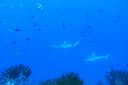 DSC00959.JPG