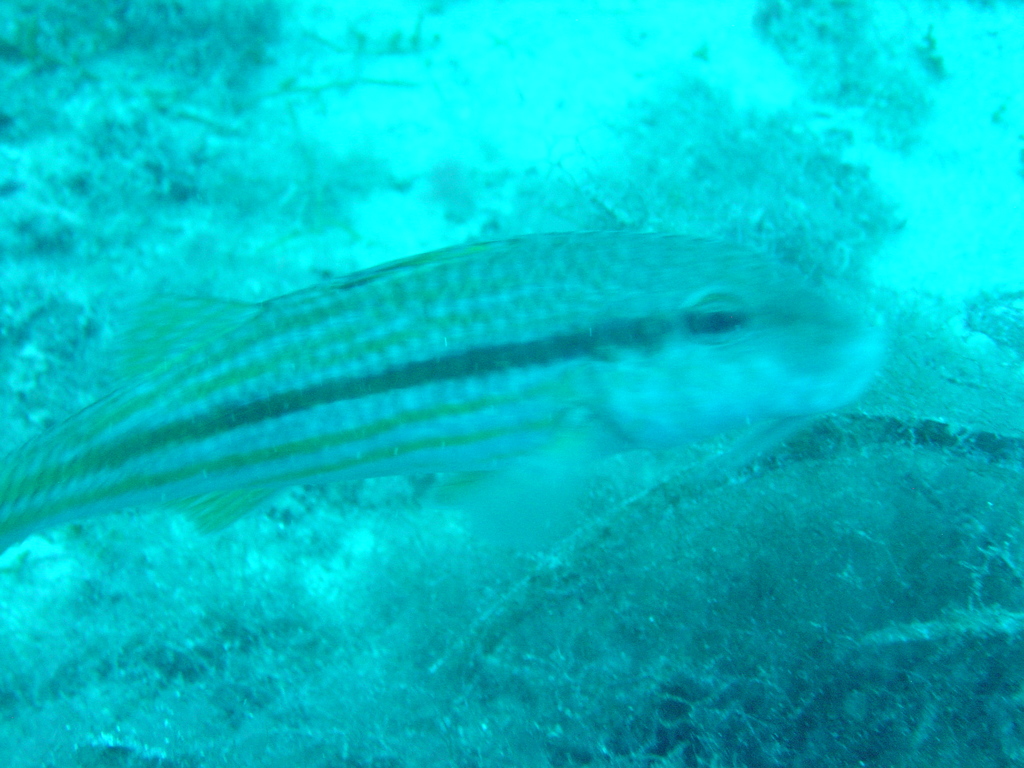DSC00106.JPG