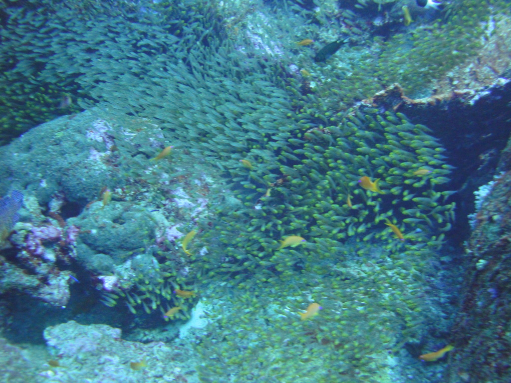 DSC00729.JPG