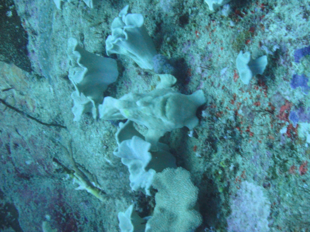 DSC00737.JPG
