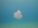 Filename=DSC00028.JPG
Filesize=229KiB
Dimensions=1024x768
Date added=Aug 05, 2014 DSC00028.JPG