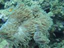 Filename=DSC00031.JPG
Filesize=446KiB
Dimensions=1024x768
Date added=Aug 05, 2014 DSC00031.JPG