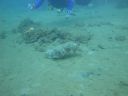 Filename=DSC00033.JPG
Filesize=308KiB
Dimensions=1024x768
Date added=Aug 05, 2014 DSC00033.JPG