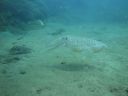 Filename=DSC00036.JPG
Filesize=307KiB
Dimensions=1024x768
Date added=Aug 05, 2014 DSC00036.JPG