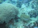 Dateiname=DSC00227.JPG
Dateigröße=395KB
Abmessungen: 1024x768
hinzugefügt am: 05. August 2014 DSC00227.JPG