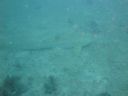 Dateiname=DSC00234.JPG
Dateigröße=269KB
Abmessungen: 1024x768
hinzugefügt am: 05. August 2014 DSC00234.JPG