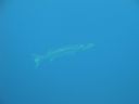 DSC00432.JPG