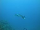 DSC00491.JPG