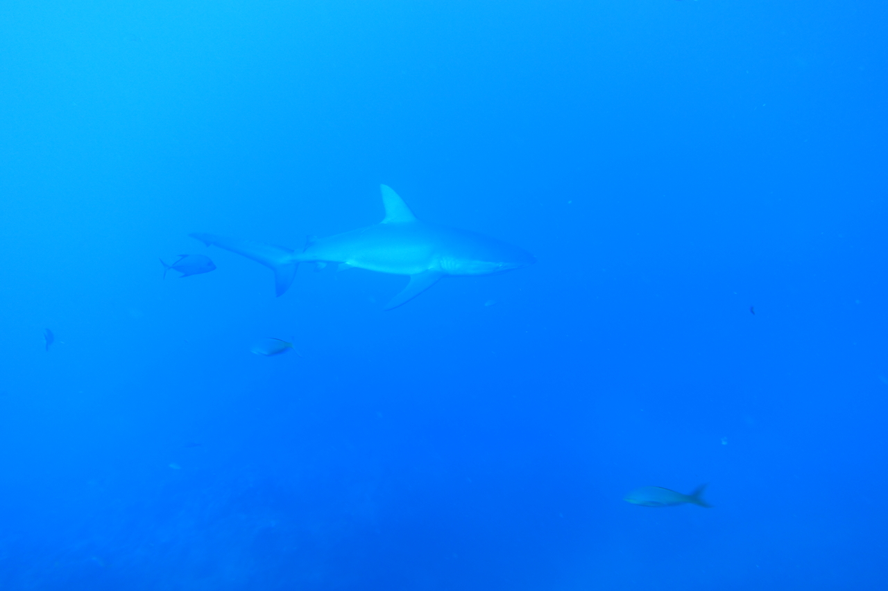 DSC00220.JPG