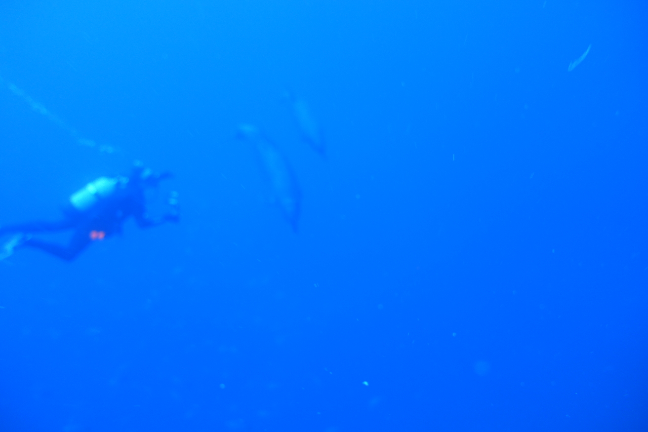 DSC00248.JPG