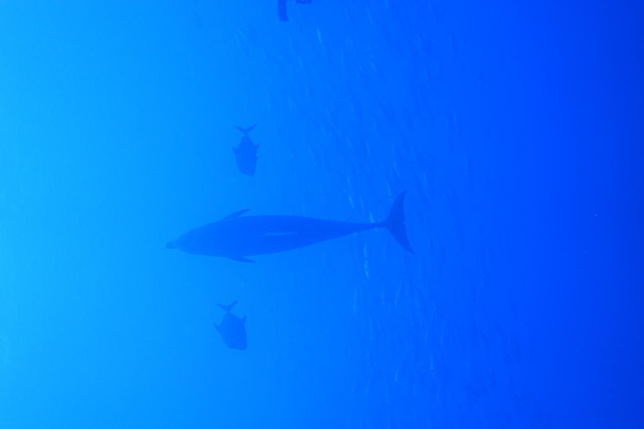 DSC00252.JPG
