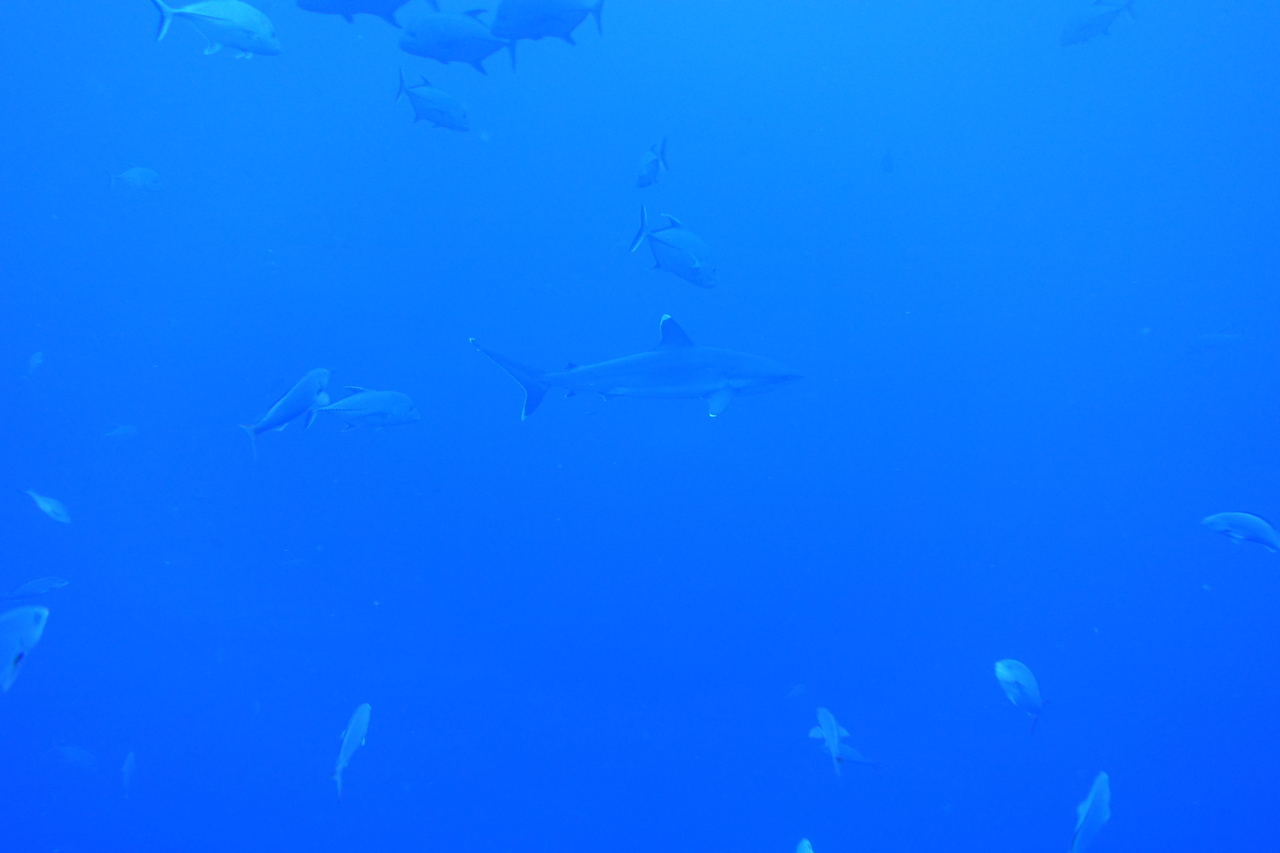 DSC00259.JPG