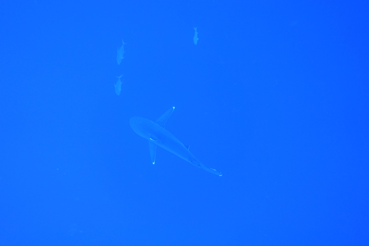 DSC00261.JPG