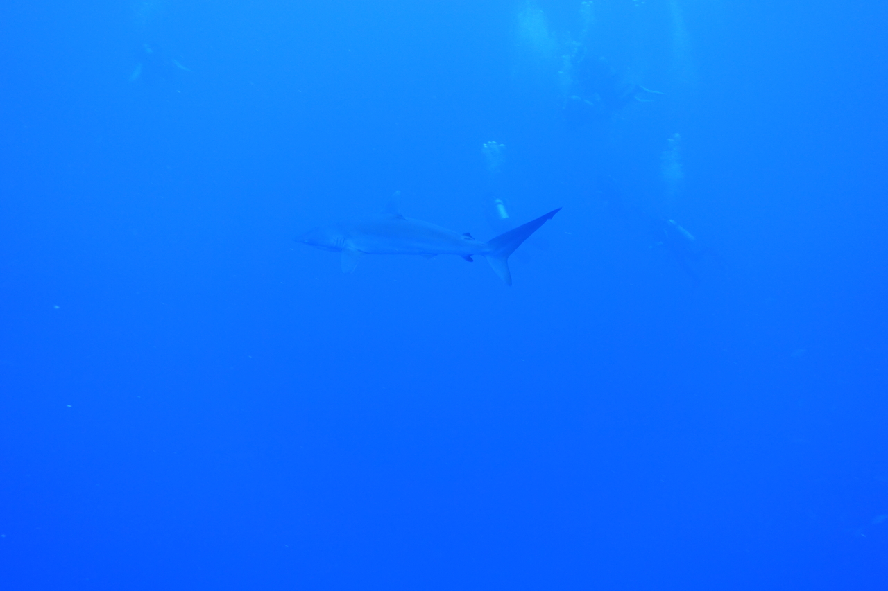 DSC00263.JPG