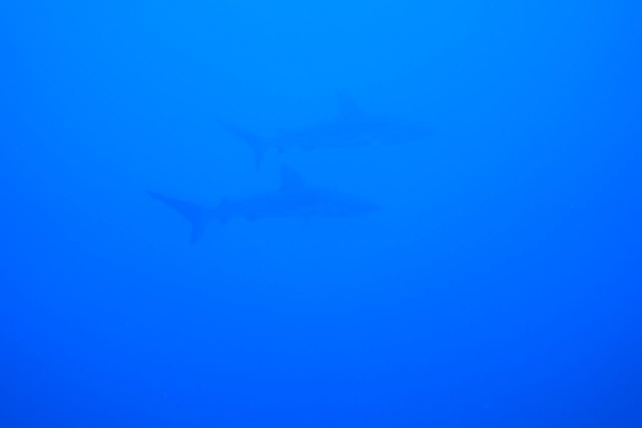 DSC00279.JPG