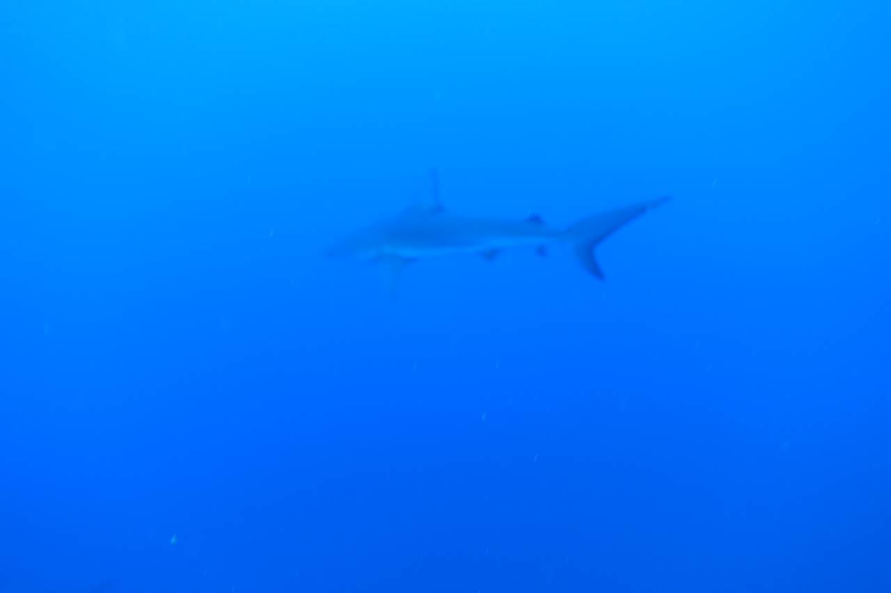 DSC00285.JPG