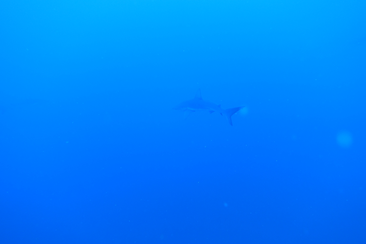 DSC00286.JPG