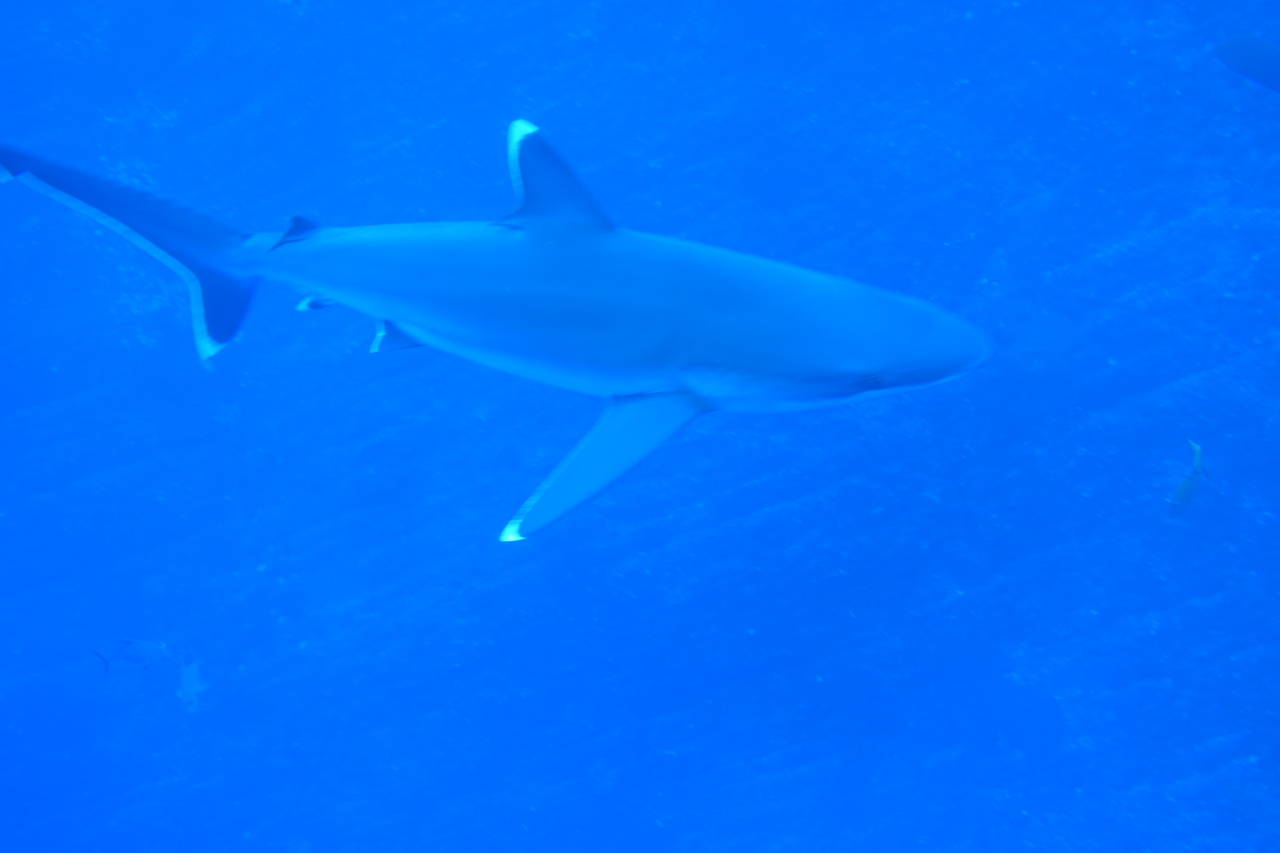 DSC00288.JPG