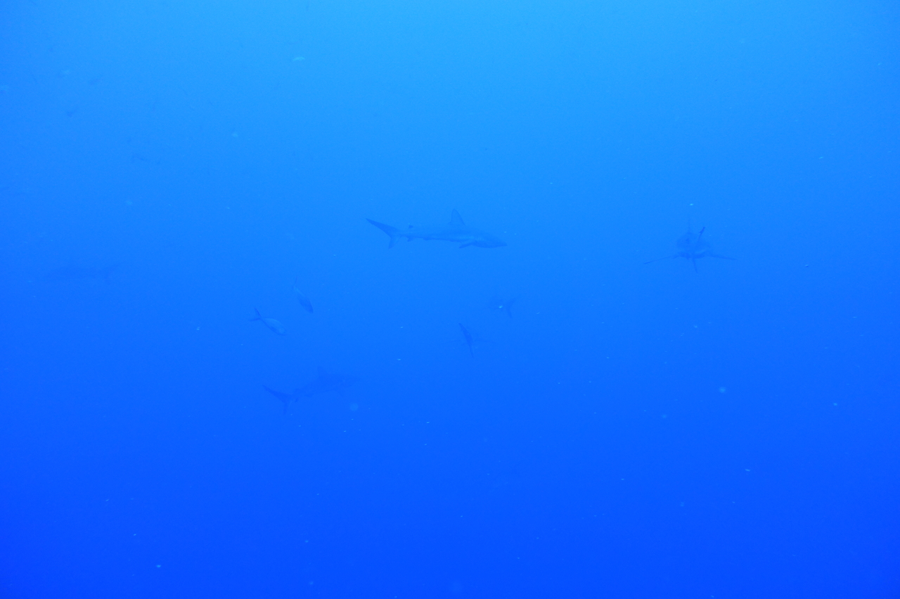 DSC00300.JPG
