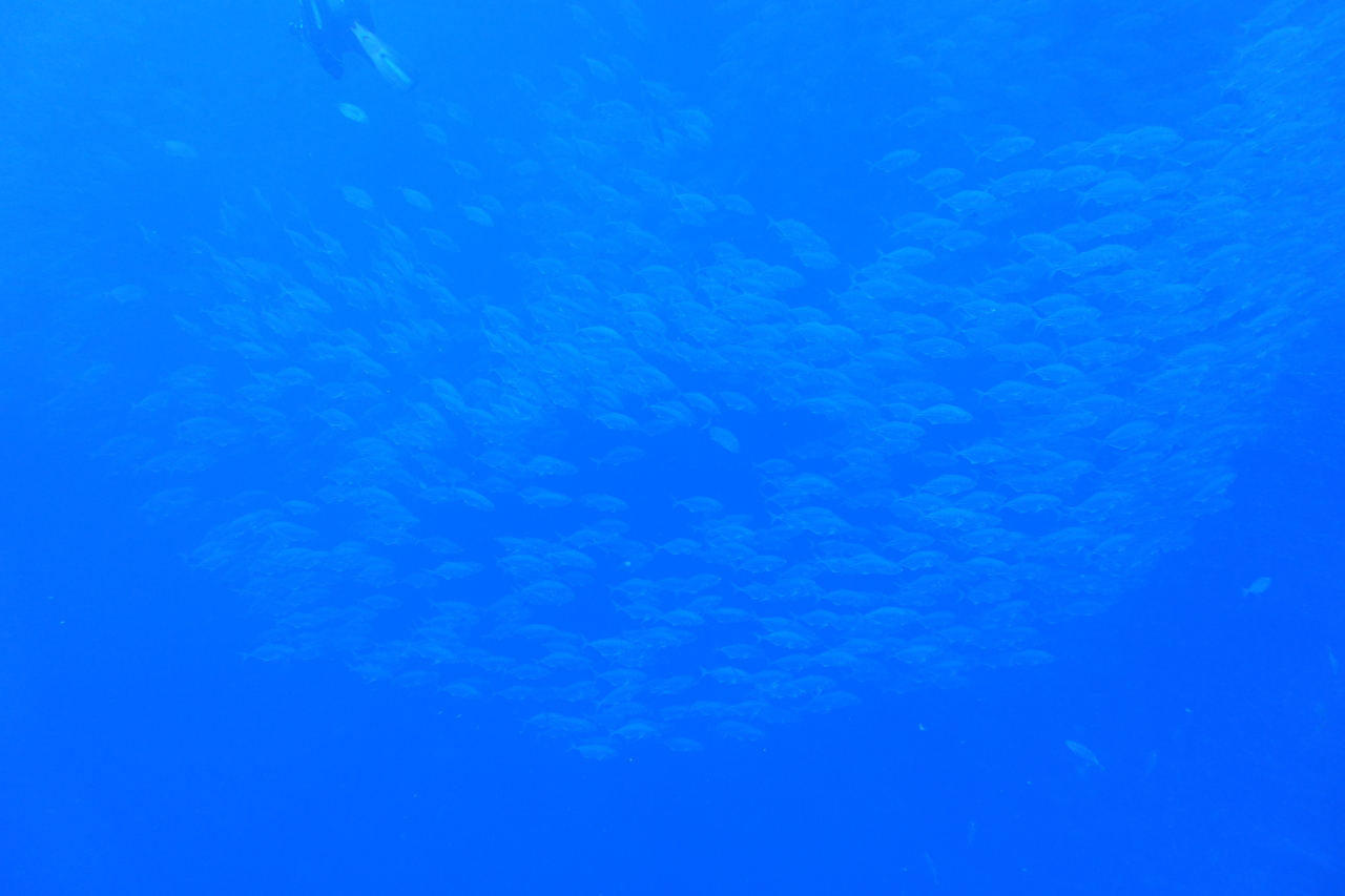 DSC00344.JPG
