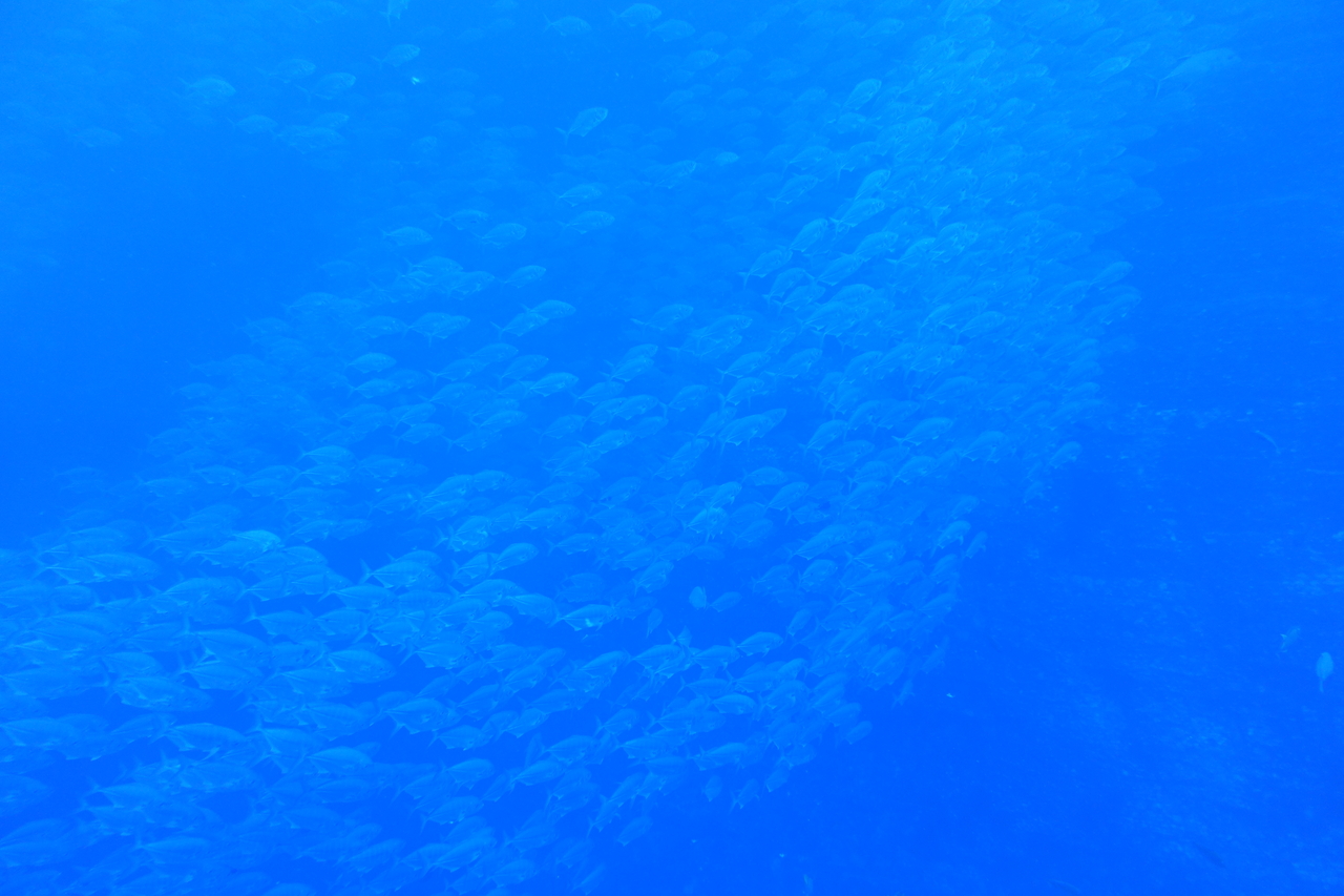 DSC00345.JPG