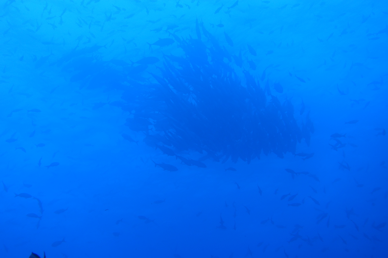 DSC00347.JPG