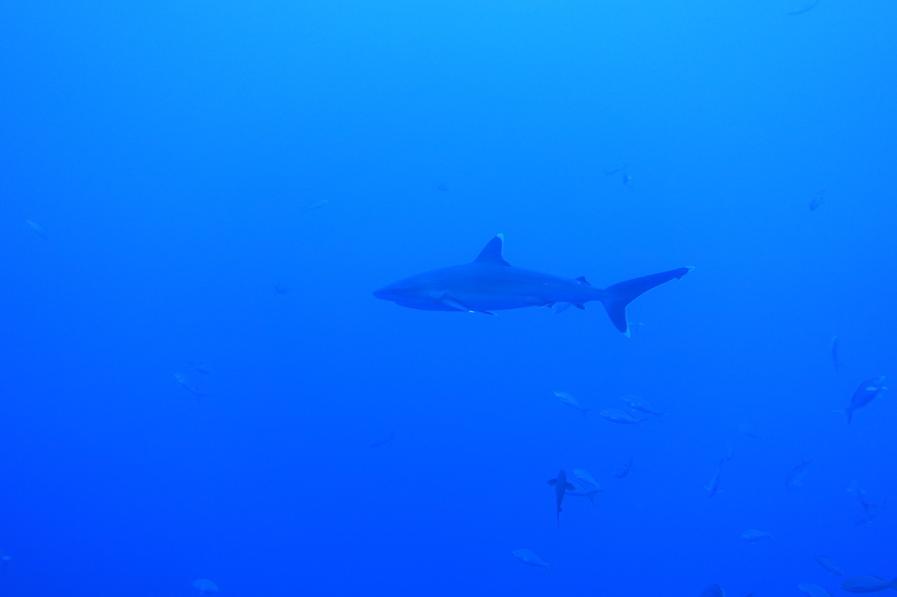 DSC00349.JPG