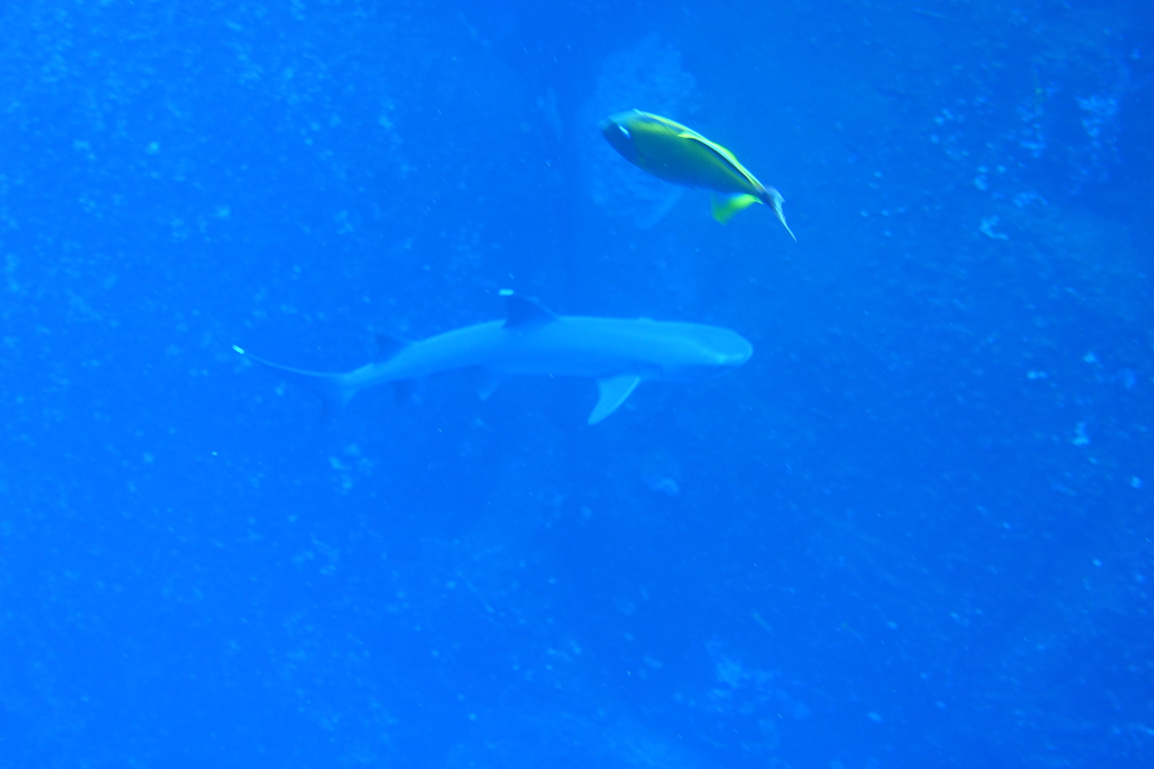 DSC00362.JPG