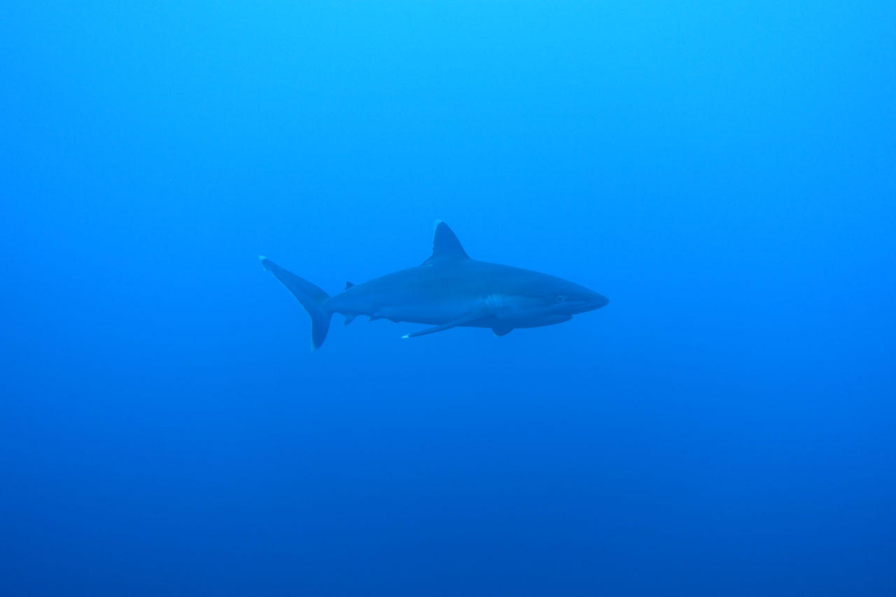 DSC00485.JPG