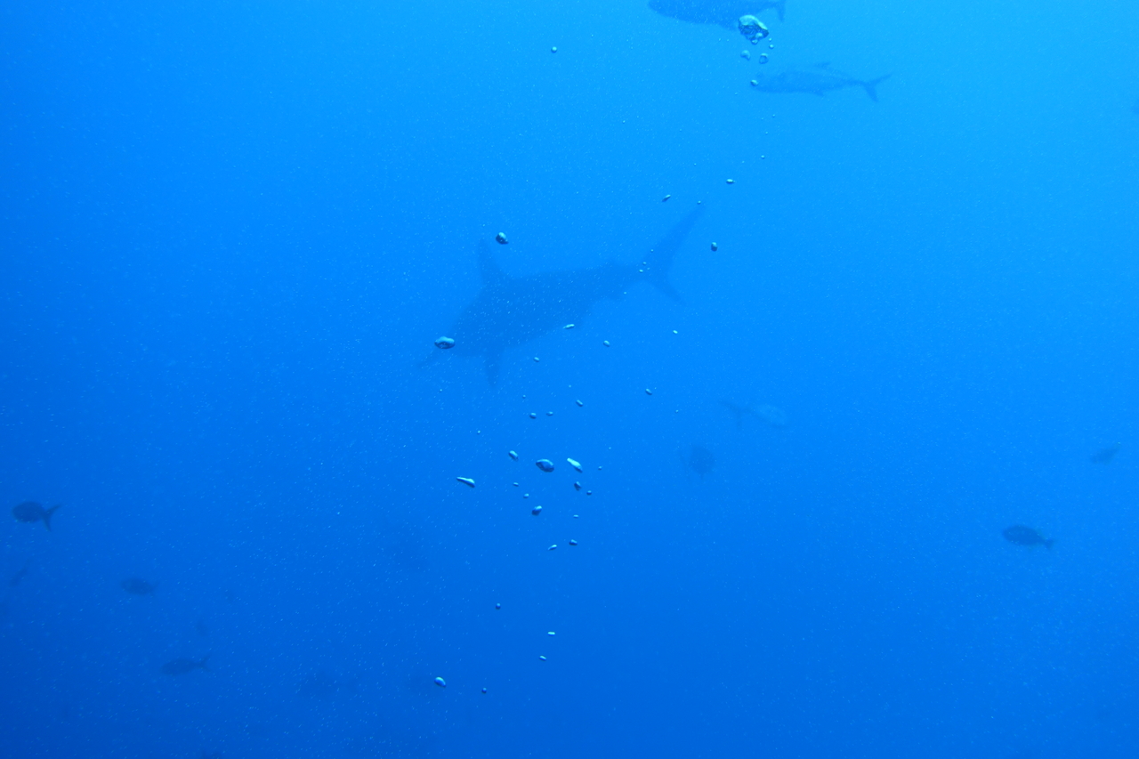 DSC00487.JPG