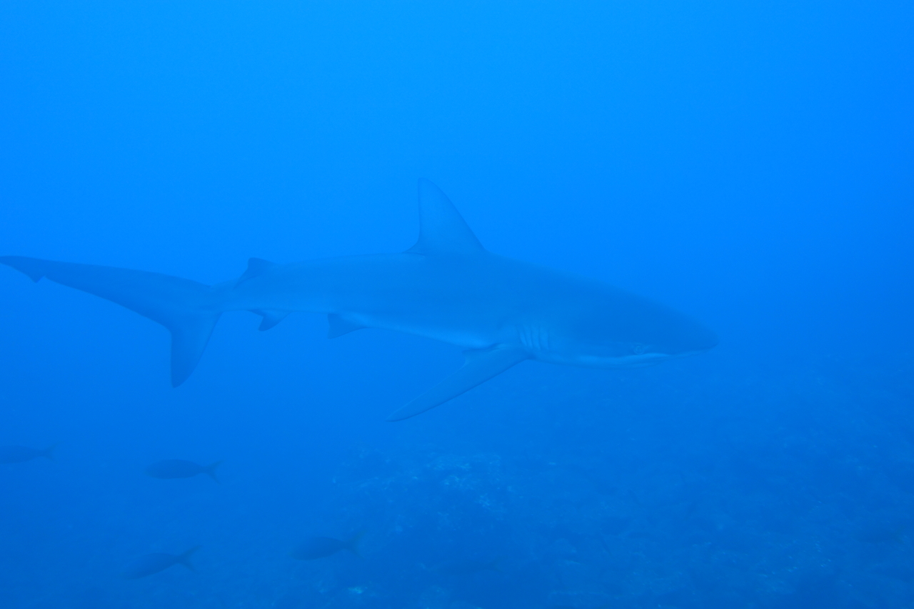 DSC00493.JPG